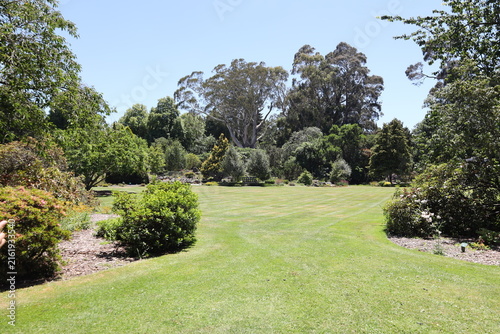 Cuadro en lienzo serene scene, expansive manicured grass, diverse shrubbery, flowering bushes, ta
