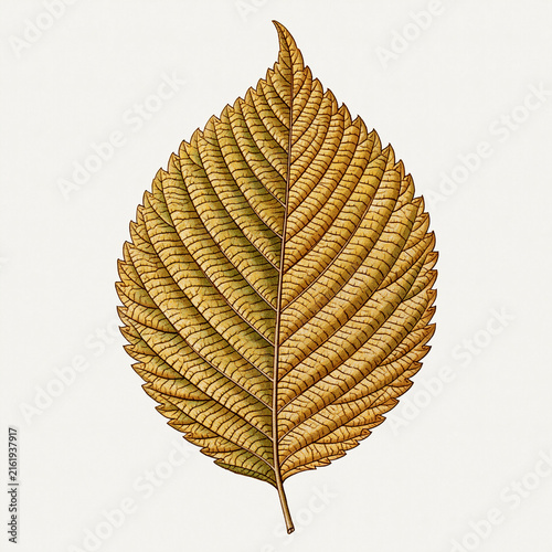 Vintage Autumn Leaves Botanical Illustration Collection