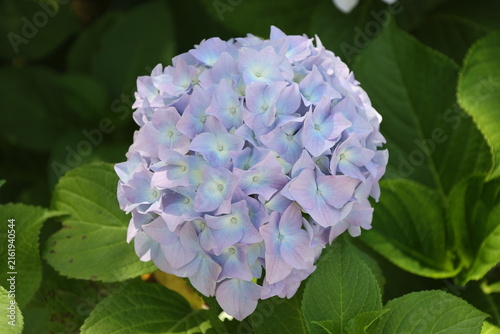 Quadro su tela large spherical cluster, pastel blue, lavender mophead flowers, dark green leave