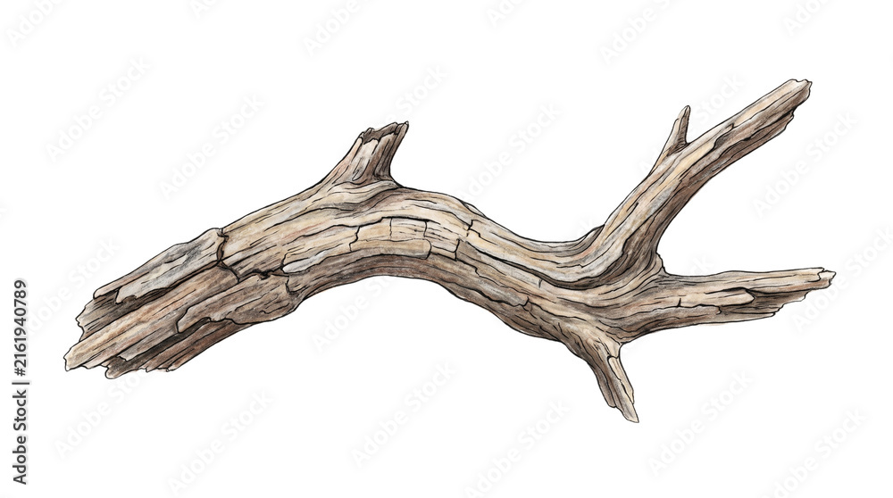 Fototapeta premium Weathered Wooden Branch Isolated on White Background.