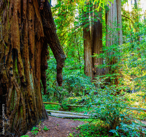 Photography The Famous Icicle Tree, Coastal Redwood Forest, Armstrong Redwoods State Natural