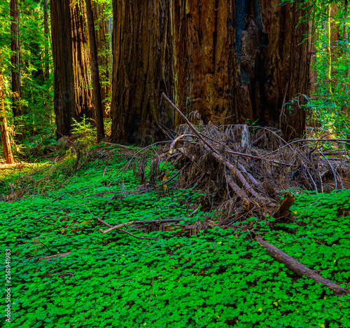 Canvas Print Clover Like Redwood Sorrel Covering The Forest Floor in Coastal Redwood Forest,