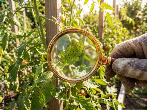 Gardener Inspecting Tomato Plant Leaves with Magnifying Glass for Disease or Pests in a Sunny Garden