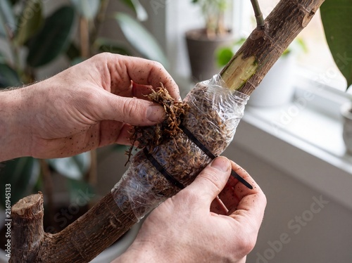 Gardener performs air layering propagation on a Ficus tree branch using moss and plastic wrap, showing plant care and new growth.