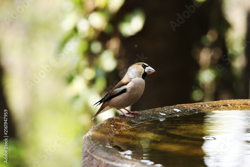 Canvastavla From among the lush green trees, a Hawfinch that had come to drink water was standing by a stone basin