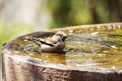 Foto From among the lush green trees, a Hawfinch is bathing in a stone basin