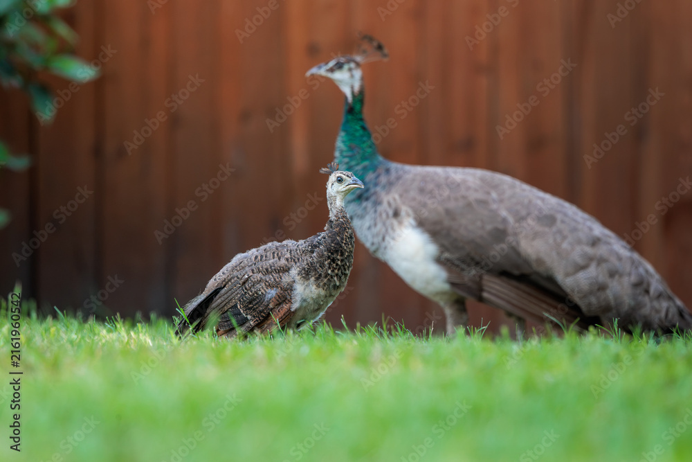 Fototapeta premium Indian peafowl (Pavo cristatus), aka common or blue peafowl, living feral in a Florida neighborhood. Males are peacocks, females are peahens, and offspring are peachicks. Peahen & peachick shown here.