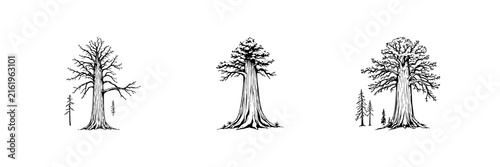 Vintage ink sketch of a giant Sequoia tree, ancient nature preservation theme, detailed bark texture, white background. set with simple line art design featuring line art, illustrations, graphic re...
