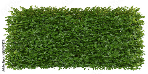 Chinese Wisteria Isolated PNG, Dense Rectangular Climbing Hedge, Transparent Background