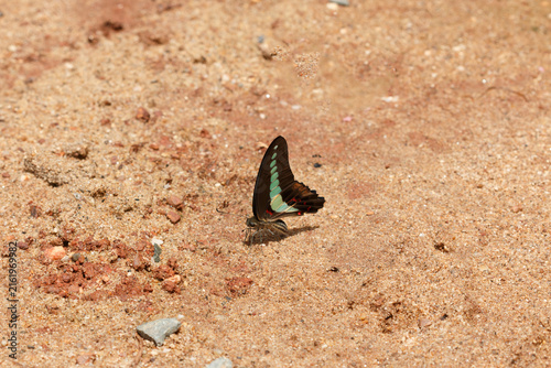 Konstfotografi A butterfly foraging for food on the ground.