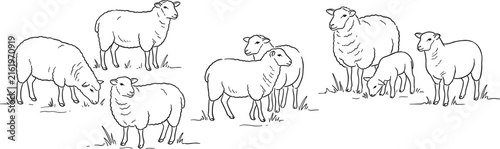 Foto Flock of domestic sheep grazing on rural green pasture featuring mature ewes and