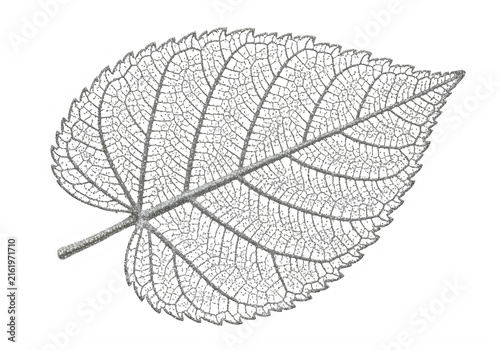 Detailed leaf illustration with veins