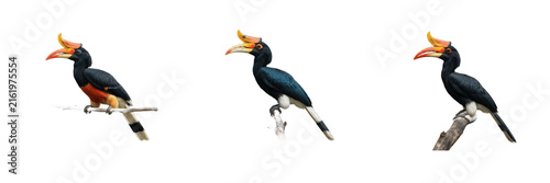 Set of Rhinoceros Hornbill Exotic Birds Perched on Branches Graphic Elements Transparent Background PNG Clipart Pack for Tropical Wildlife Designs