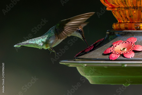 Flying Hummingbird at a feeder in summer