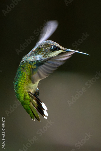 Female hummingbird in flight