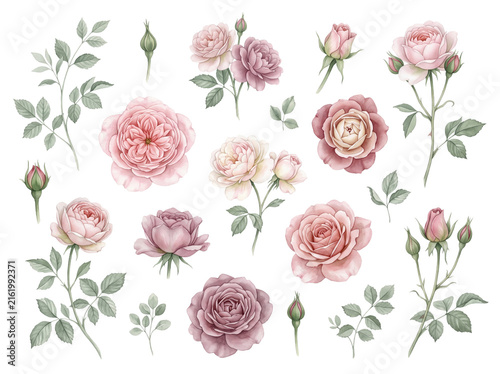 Watercolor pink and mauve roses collection with leaves and buds isolated elements collection watercolor botanical illustration decoration isolated