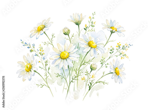Watercolor illustration of a delicate white daisy chamomile bouquet with yellow centers and green foliage on white background chamomile watercolor