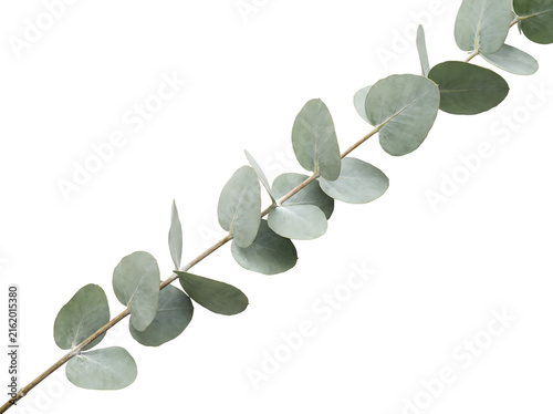 Fresh eucalyptus branch with round leaves as transparent PNG
