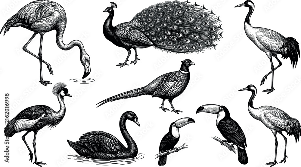 Naklejka premium Vintage hand drawn engraving style exotic wild birds collection featuring detailed peacock flamingo crane swan pheasant and toucan vectors
