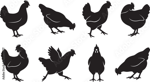 Set of black chicken silhouettes in different poses and walking positions