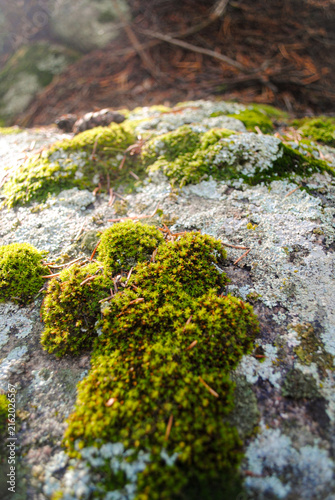 Rocky Mountain Moss