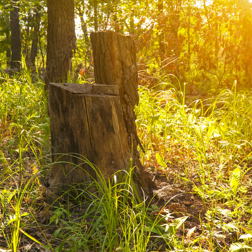 Stump in the forest