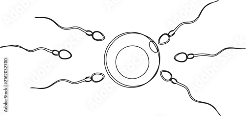 Sperm cells surrounding an egg cell illustration of fertilization process.one line vector illustration with white Background