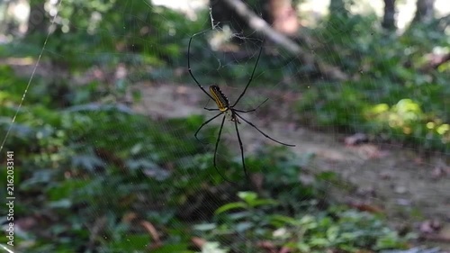spider on a web