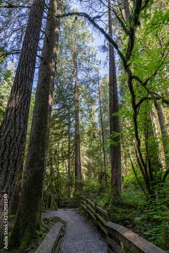 pathway trail through lush green forest with sunlight filtering through trees