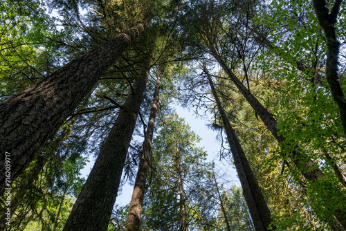 A forest with tall trees in the middle of the sky up view