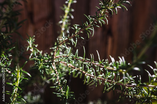 close up of rosemary plant shining in strong sunlight in outdoor herb garden