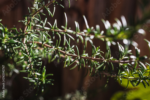 close up of rosemary plant shining in strong sunlight in outdoor herb garden