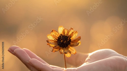 Hand holding a delicate dried flower in warm golden light at sunset