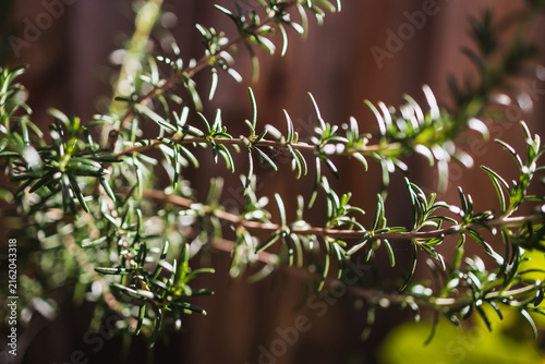 close up of rosemary plant shining in strong sunlight in outdoor herb garden