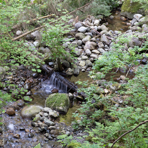 mountain stream in park with fern plants in Capilano river regional park