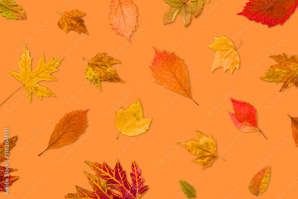 Fototapeta premium Fall. Vibrant autumn leaves lay spread across a warm orange surface