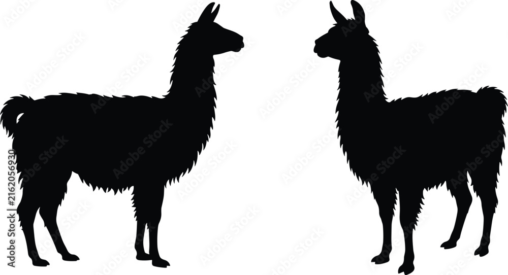 Naklejka premium Black vector silhouettes of two llamas standing and facing each other on white background