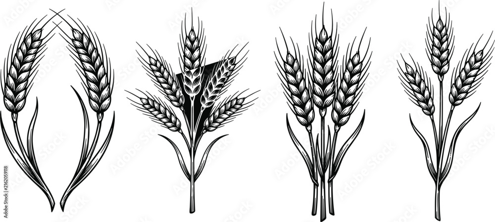 Obraz premium Detailed hand drawn vintage sketch set of agricultural wheat ears stalks bundle and engraving style cereal wreaths.