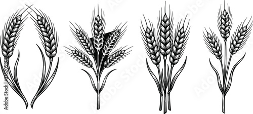 Detailed hand drawn vintage sketch set of agricultural wheat ears stalks bundle and engraving style cereal wreaths.