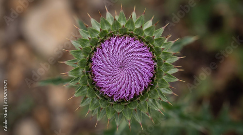 A top-down thistle close-up photography shot highlighting the vibrant purple flower petals framed by sharp green spiky bracts in a natural setting.