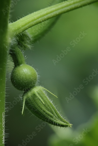 Konstfotografi 開花前のカボチャの雌花と膨らんだ子房