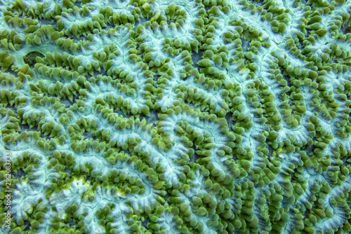 Fotografie Vibrant neon green maze patterns of a brain coral colony on a tropical reef