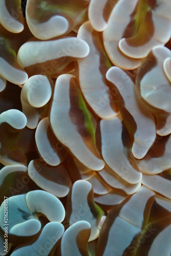 Macro detail of translucent anchor shaped tentacles of a tropical hammer coral