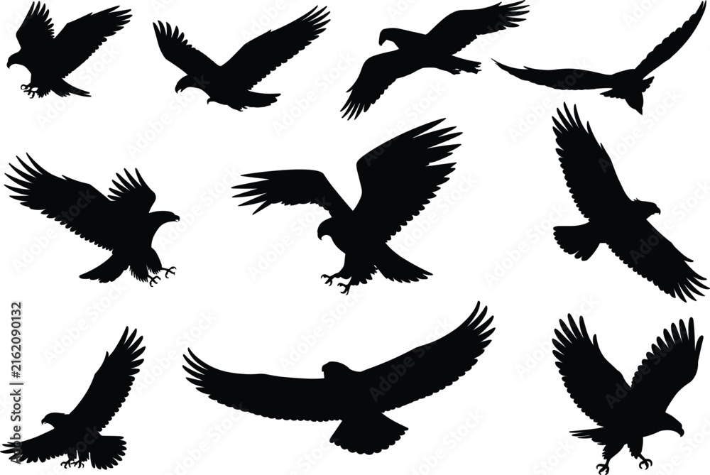 Fototapeta premium A collection of black eagle silhouettes in various flying and landing poses isolated on a plain white background set