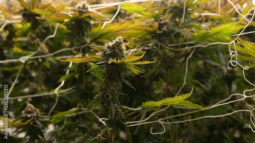 Cannabis plants grown in greenhouses, cultivated in buildings that are currently in growth phase.