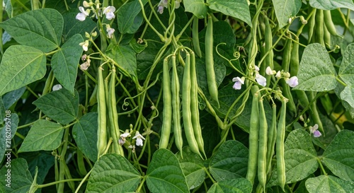 Green bean plant with long pods, vibrant foliage, and small white flowers growing in a garden, close-up view of organic vegetable cultivation