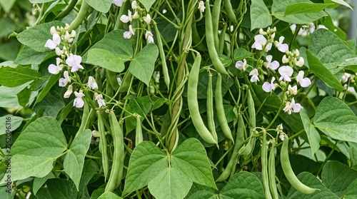 Green bean plant with lush foliage, dangling pods, and clusters of small white flowers growing on a vine in a garden setting