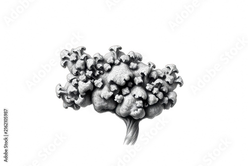 Black and white botanical pencil drawing of a clustered mushroom