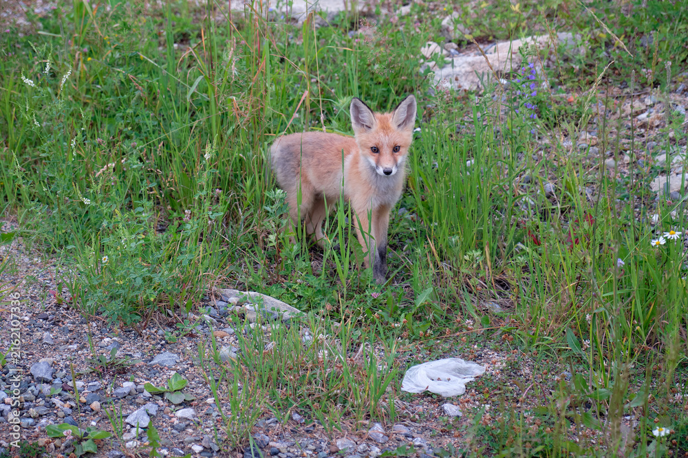 Naklejka premium Photo of young red fox cub walking among the grass in natural environment.