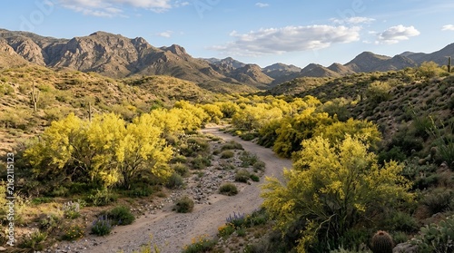 Stunning desert landscape with blooming yellow palo verde trees along a dry riverbed under clear sky and mountains